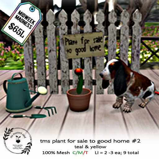 tms-plant-for-sale-to-good-home-2